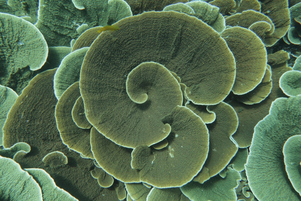 Unprocessed Spiraling Montipora coral 
